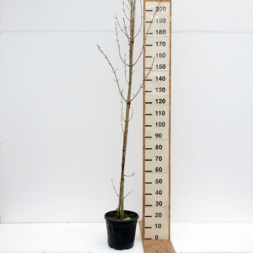 Spécimen de Acer rufinerve Albolibatum - Erable à peau de serpent Pot de 12L/15L tel que livré en automne