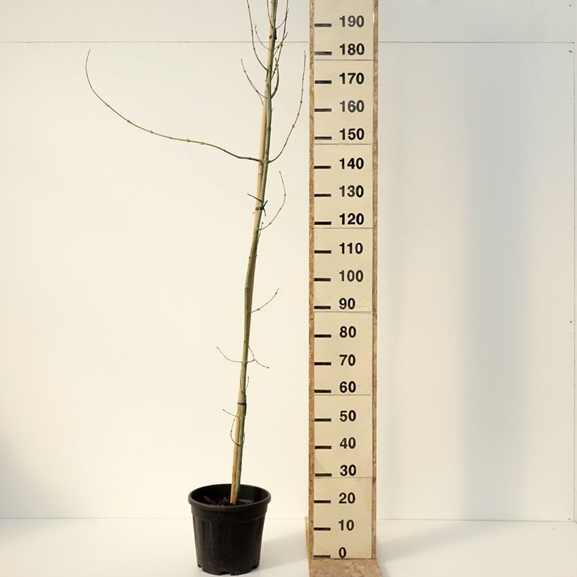 Spécimen de Acer rufinerve Albolibatum - Erable à peau de serpent Pot de 12L/15L tel que livré en hiver