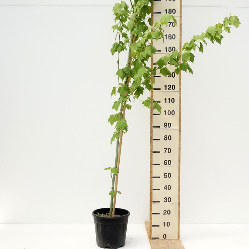 Spécimen de Acer rufinerve Albolibatum - Erable à peau de serpent Pot de 12L/15L tel que livré au printemps