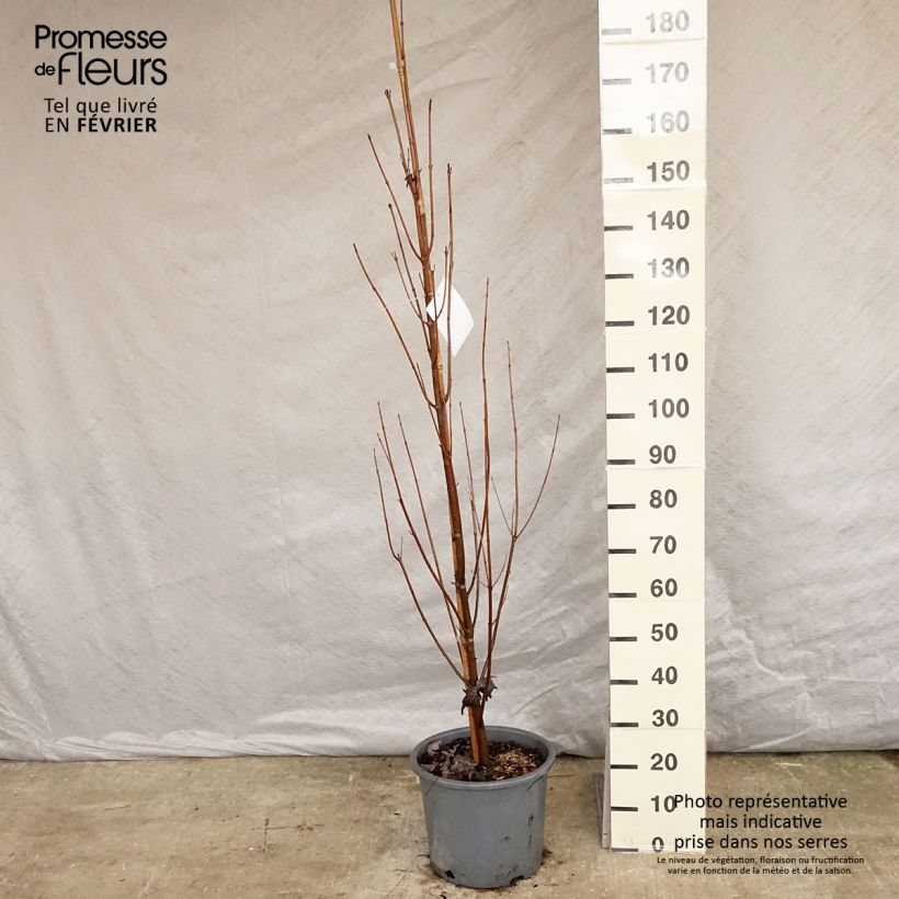 Spécimen de Acer saccharinum Pyramidale - Érable argenté Pot de 12L/15L tel que livré en hiver