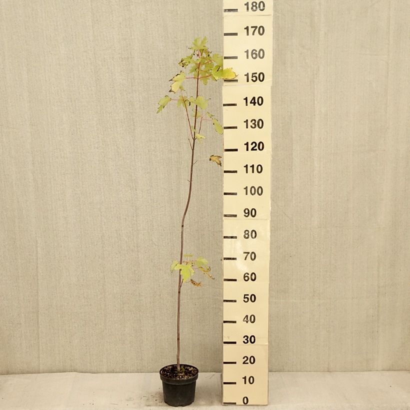 Spécimen de Acer saccharinum Pyramidale - Érable argenté Pot de 3L/4L tel que livré en automne