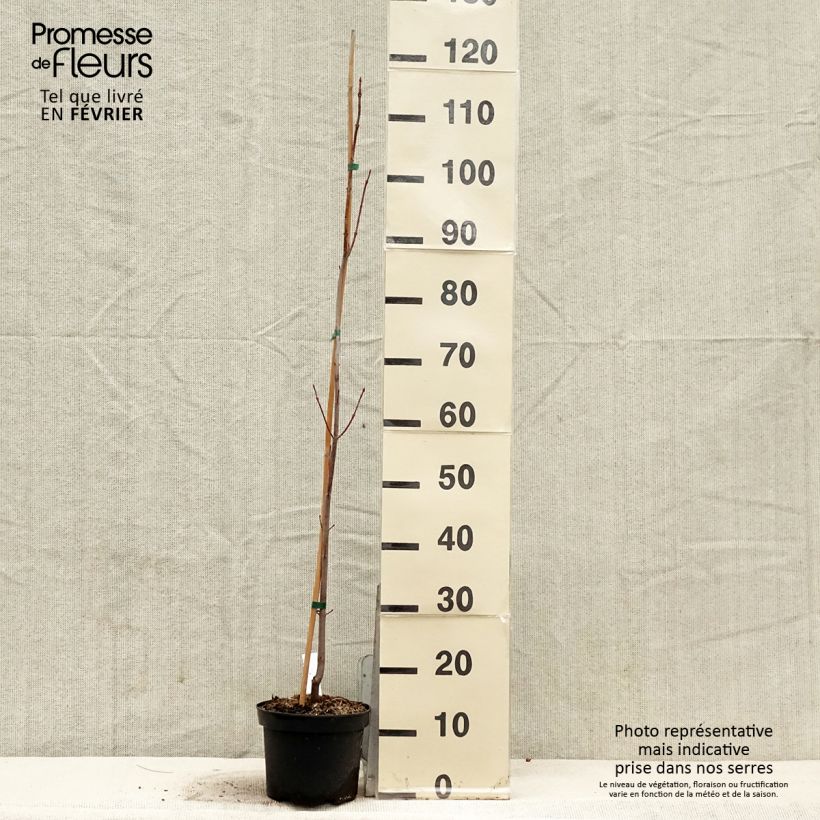 Spécimen de Acer saccharinum Pyramidale - Érable argenté Pot de 3L/4L tel que livré en hiver