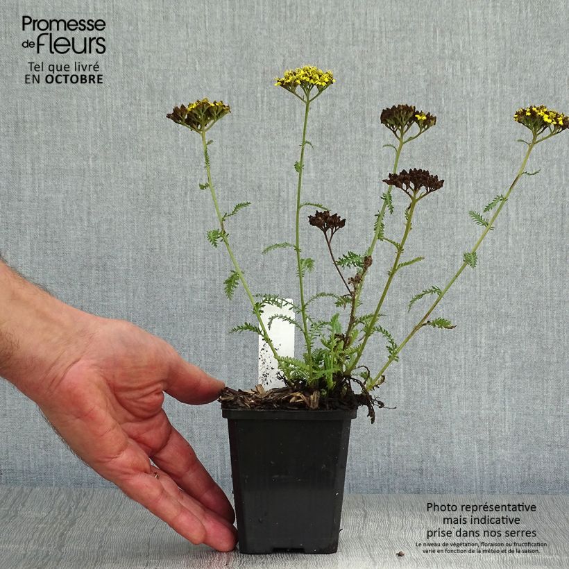 Spécimen de Achillea hybride Little Moonshine Godet de 8/9 cm tel que livré en automne
