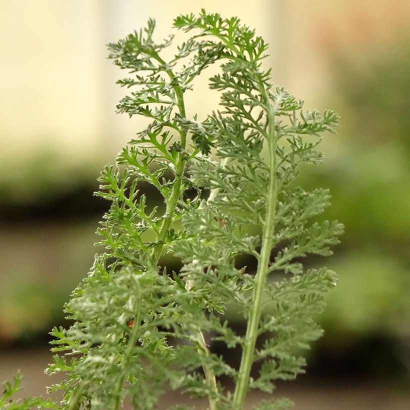 Achillea hybride Little Moonshine (Feuillage)