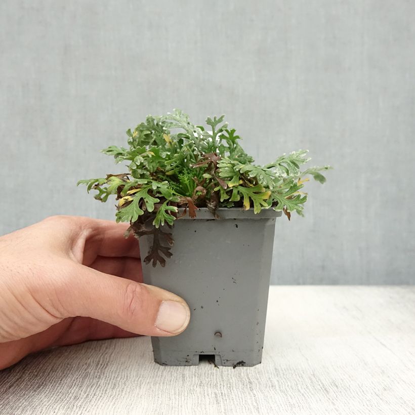 Spécimen de Achillea kellereri - Achillée Godet de 8/9 cm tel que livré en automne