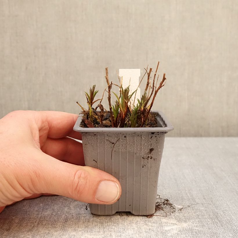 Spécimen de Achillea ptarmica Boule de Neige - Bouton d'argent Godet de 8/9 cm tel que livré en hiver