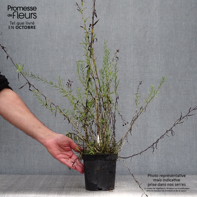 Spécimen de Achillea ptarmica Boule de Neige - Bouton d'argent Pot de 2L/3L tel que livré en automne