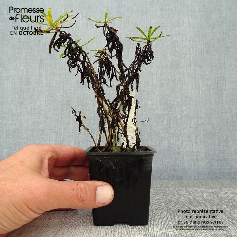 Spécimen de Achilléa sibirica var. camtschatica Love Parade - Achillée de Sibérie. Godet de 8/9 cm tel que livré en automne