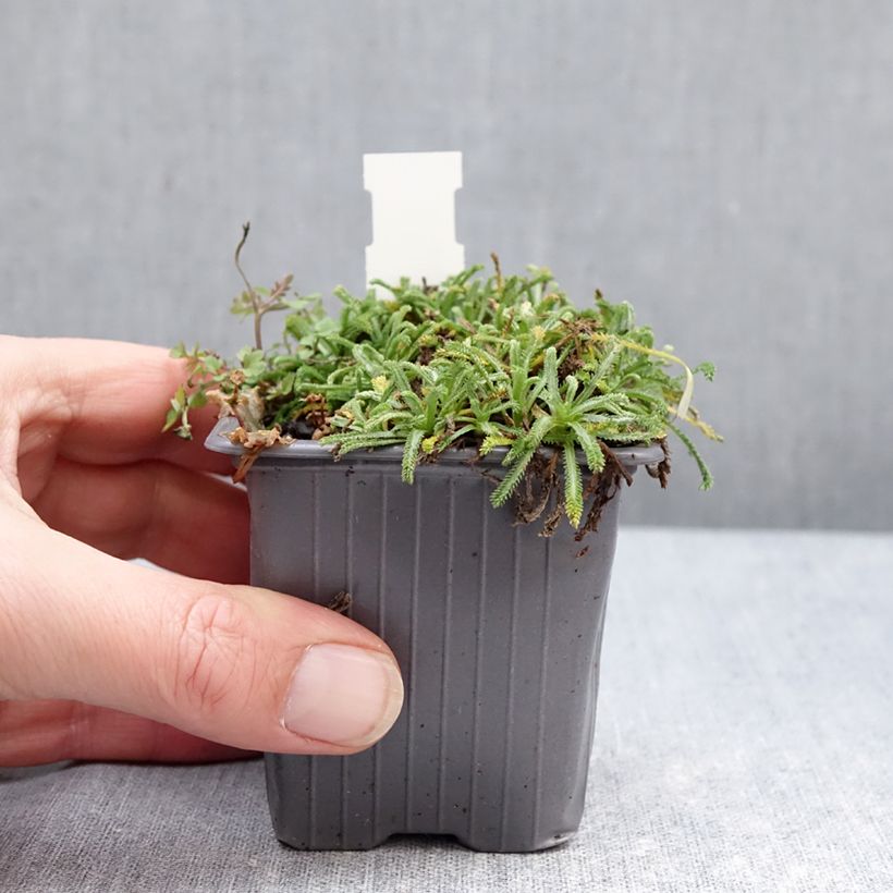 Spécimen de Achillea x lewisii King Edward - Achillée Godet de 8/9 cm tel que livré en hiver