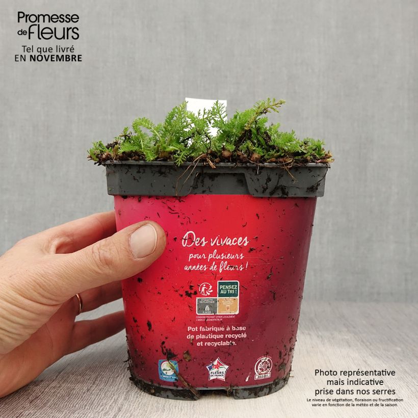 Spécimen de Achillée Desert Eve Red Pot de 2L/3L tel que livré en automne