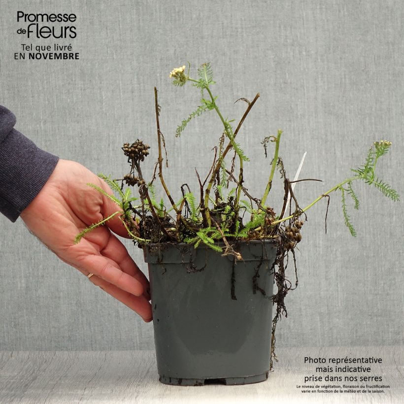 Spécimen de Achillée Desert Eve Terracotta Pot de 2L/3L tel que livré en automne