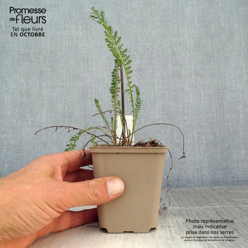 Spécimen de Achillée filipendule Helios Godet de 8/9 cm tel que livré en automne