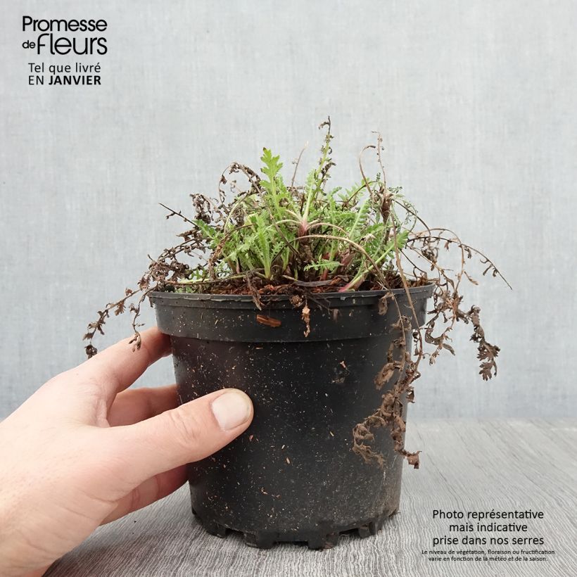 Spécimen de Achillée filipendulina Cloth of Gold Pot de 2L/3L tel que livré en hiver