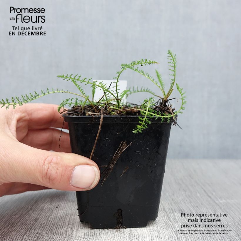 Exemplar von Achillea millefolium Cassis - Gemeine Schafgarbe Kleine Töpfe von 8/9 cm wie im Winter geliefert