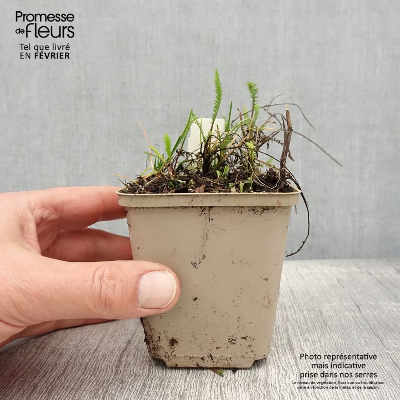 Spécimen de Achillée millefeuille Red Beauty Godet de 8/9 cm tel que livré en hiver