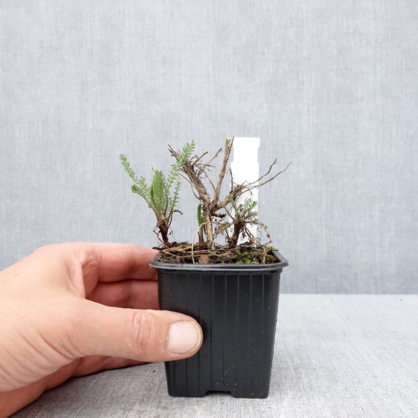 Spécimen de Achillée millefeuille Wesersandstein Godet de 8/9 cm tel que livré au printemps