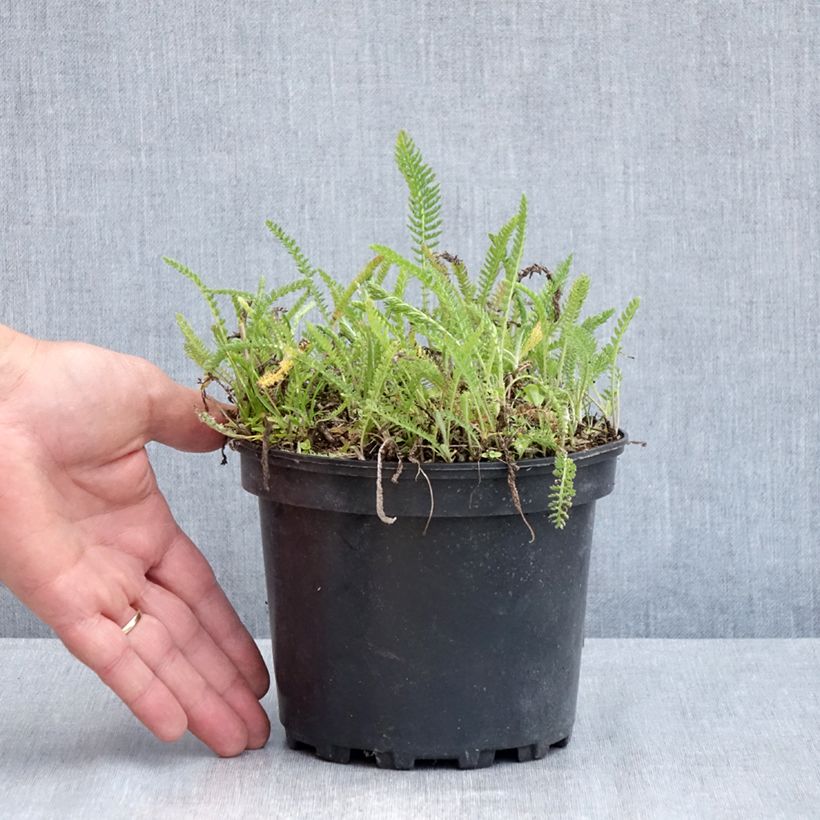 Spécimen de Achillée millefeuille White Beauty Pot de 2L/3L tel que livré au printemps