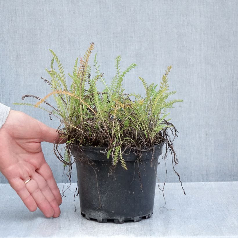 Spécimen de Achillée millefeuille White Beauty Pot de 2L/3L tel que livré en automne