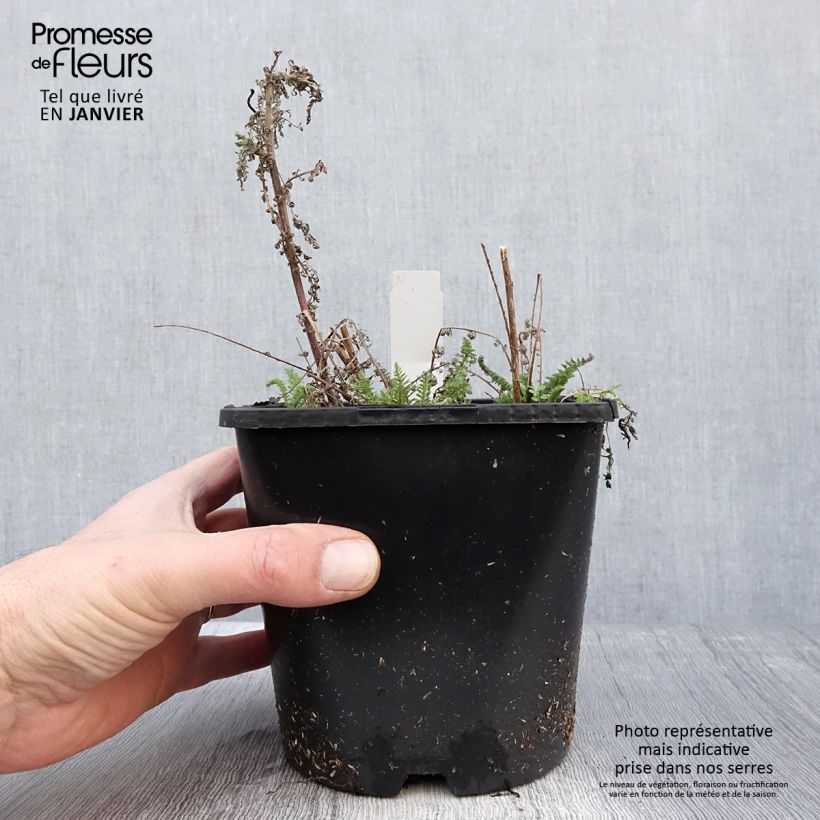 Spécimen de Achillée millefeuilles Apricot Delight (Tutti frutti) - Achillea millefolium Pot de 2L/3L tel que livré en hiver