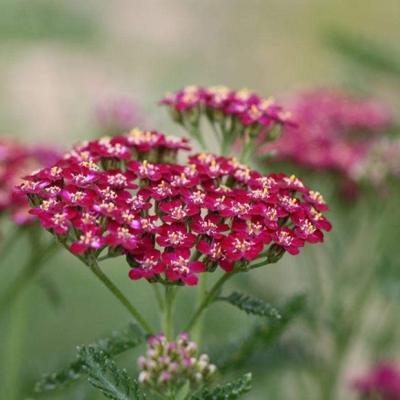 Achillea millefolium Cerise Queen (Floração)