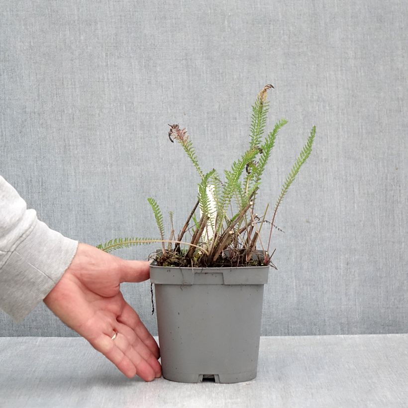 Spécimen de Achillée millefolium Cerise Queen Pot de 2L/3L tel que livré en automne