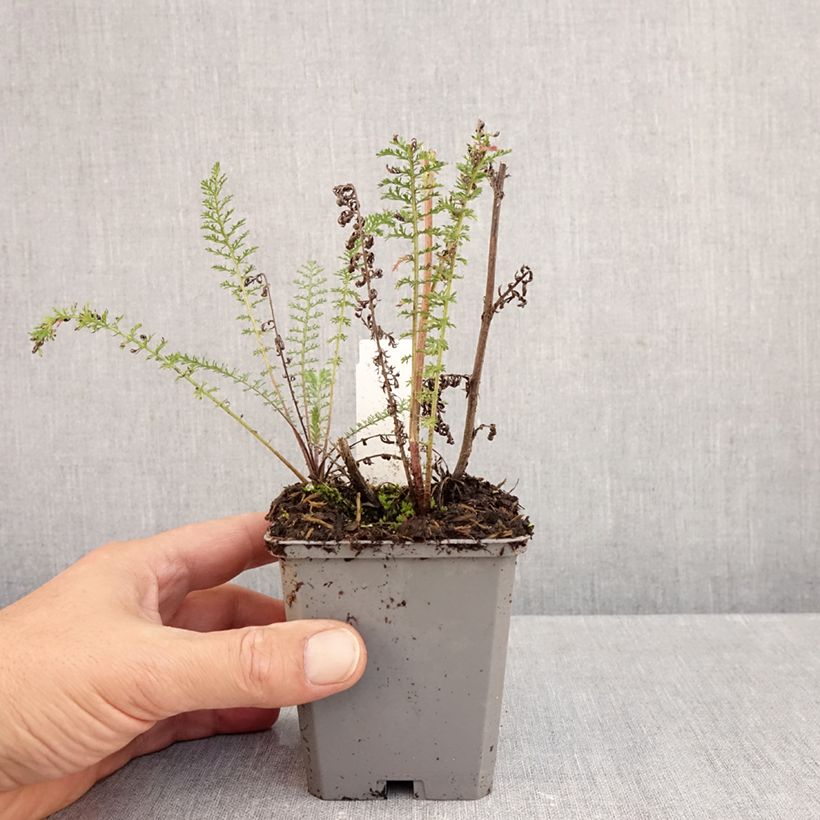 Spécimen de Achillée millefolium Excel Godet de 8/9 cm tel que livré en automne