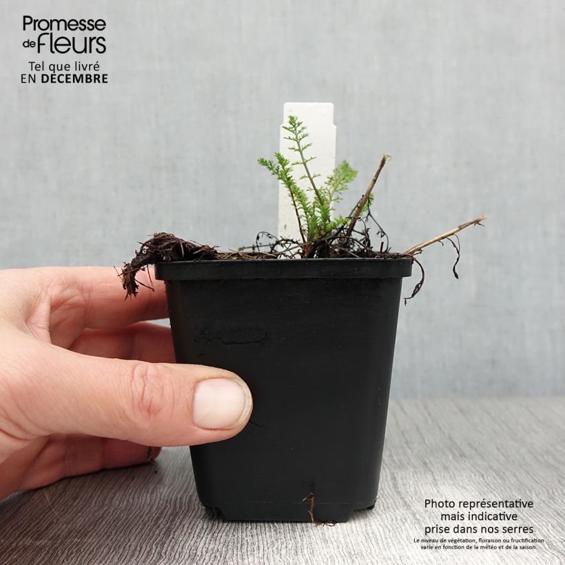 Spécimen de Achillée millefolium Excel Godet de 8/9 cm tel que livré en hiver