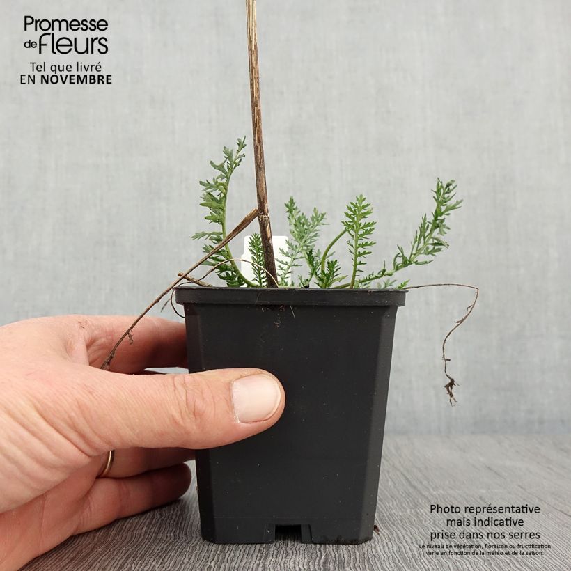 Spécimen de Achillée millefolium Feuerland Godet de 8/9 cm tel que livré en automne