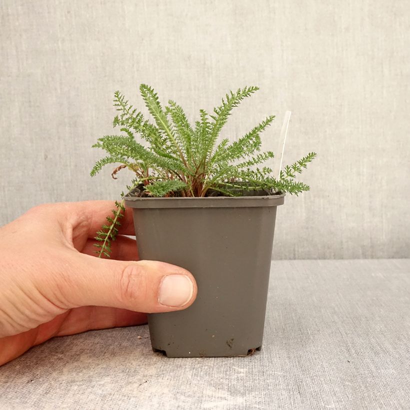 Spécimen de Achillée millefolium Hella Glashoff Godet de 8/9 cm tel que livré au printemps