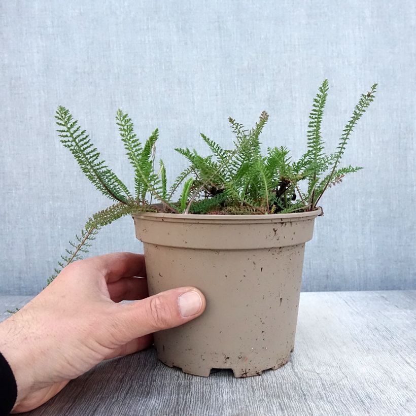 Spécimen de Achillée millefolium Lilac Beauty Pot de 2L/3L tel que livré au printemps