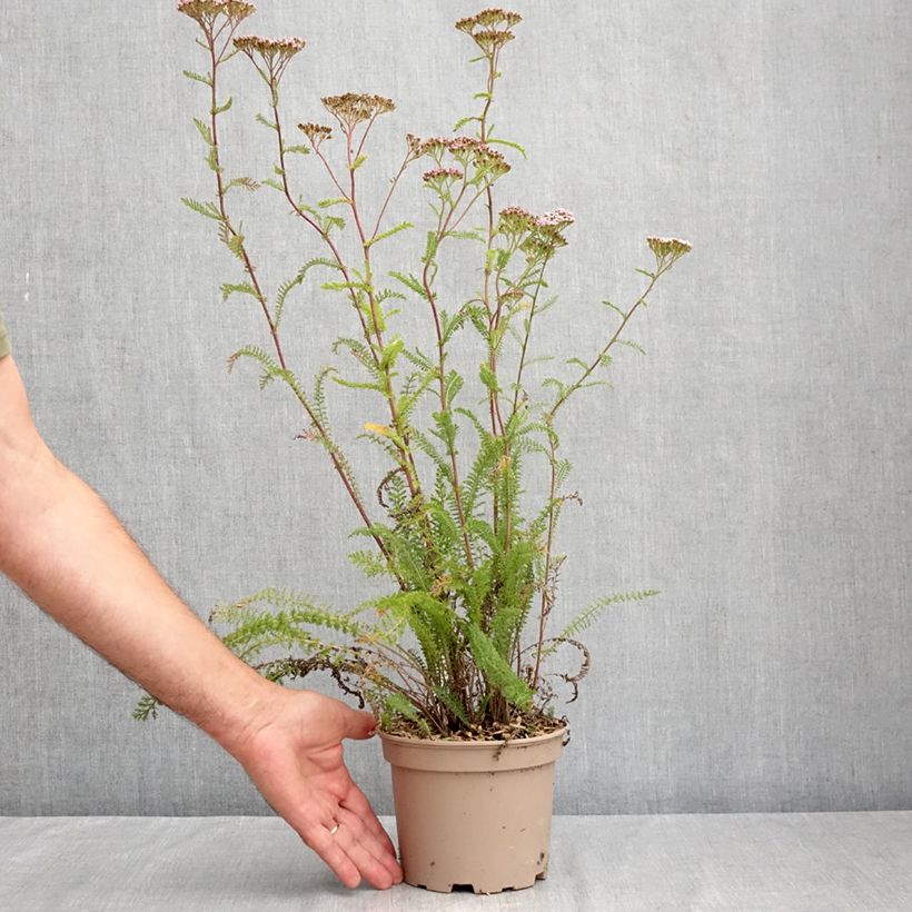 Spécimen de Achillée millefolium Lilac Beauty Pot de 2L/3L tel que livré en été