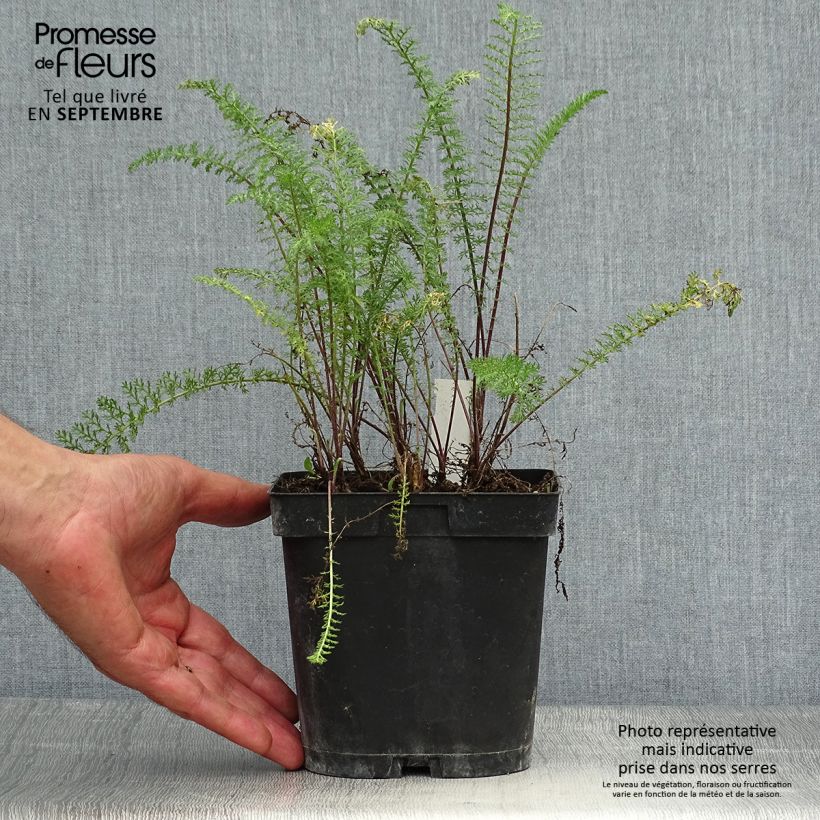 Spécimen de Achillée millefolium Paprika Pot de 2L/3L tel que livré en automne
