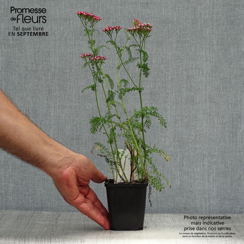 Spécimen de Achillée millefolium Petra Godet de 8/9 cm tel que livré en automne