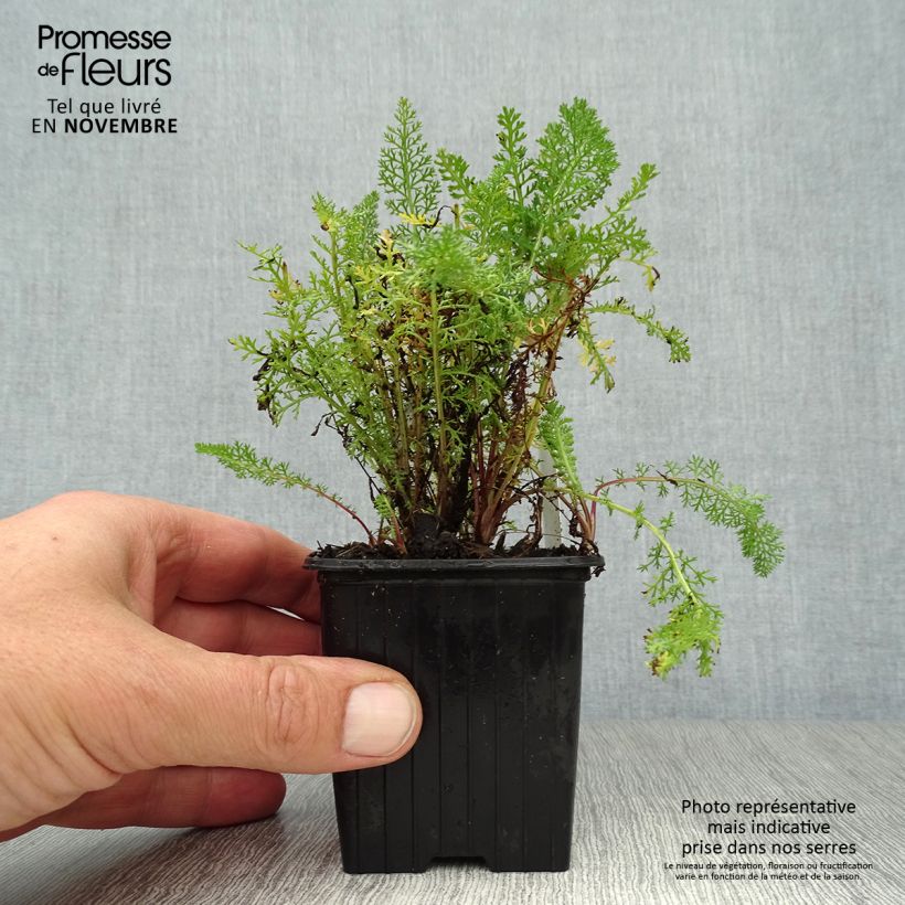 Spécimen de Achillée millefolium Pomegranate Godet de 7/8 cm tel que livré en automne