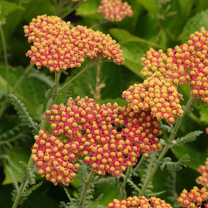 Achillée millefolium Terracotta (Floraison)