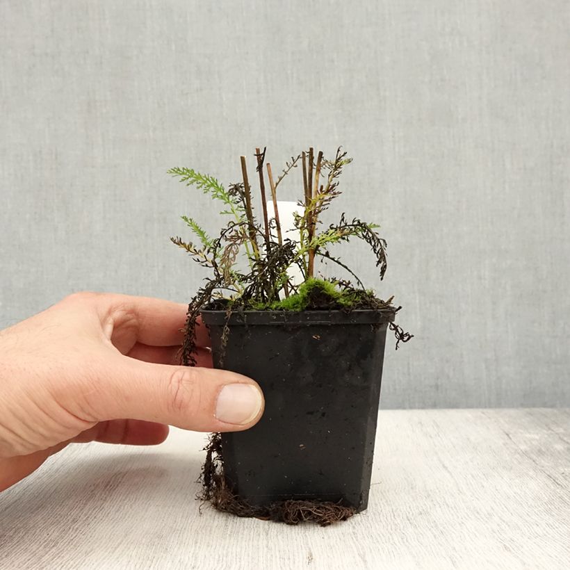 Spécimen de Achillée millefolium Wonderful Wampee Godet de 8/9 cm tel que livré en automne