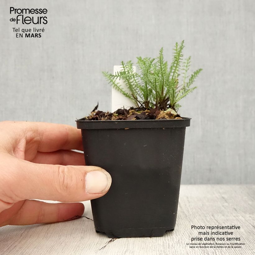 Spécimen de Achillée millefolium Wonderful Wampee Godet de 8/9 cm tel que livré au printemps