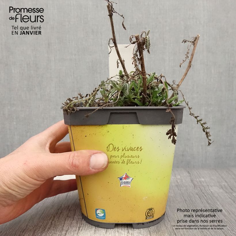 Spécimen de Achillée Moonshine Pot de 2L/3L tel que livré en hiver