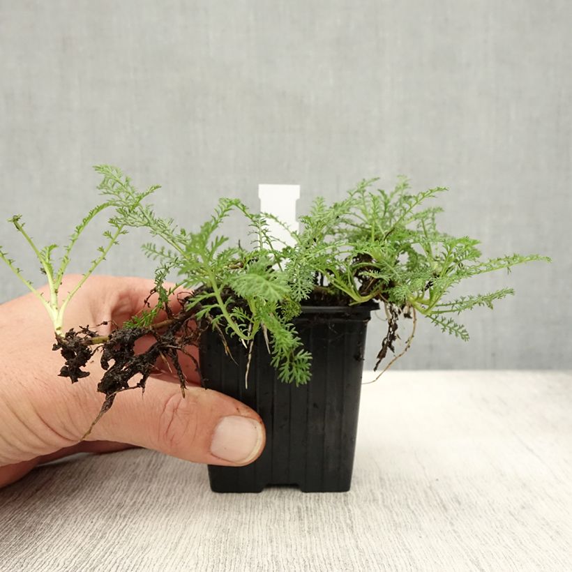 Spécimen de Achillée odorante - Achillea odorata Godet de 8/9 cm tel que livré en automne