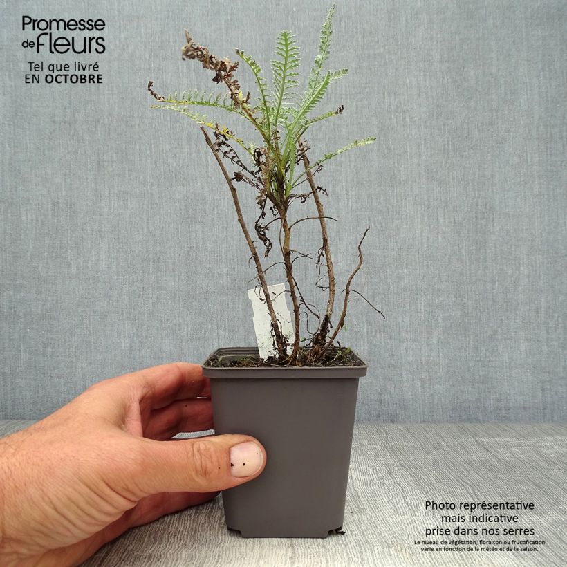 Spécimen de Achillée taygetea - Achillea taygetea Godet de 8/9 cm tel que livré en automne