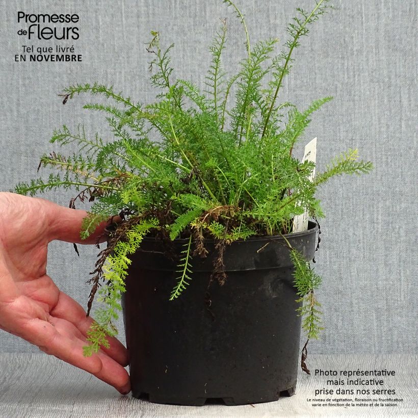 Spécimen de Achillée tomentosa - Herbe à dinde Pot de 2L/3L tel que livré en automne