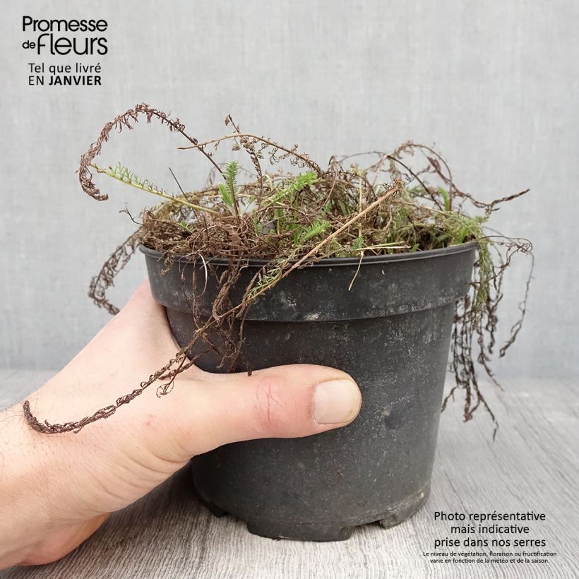 Spécimen de Achillée tomentosa - Herbe à dinde Pot de 2L/3L tel que livré en hiver