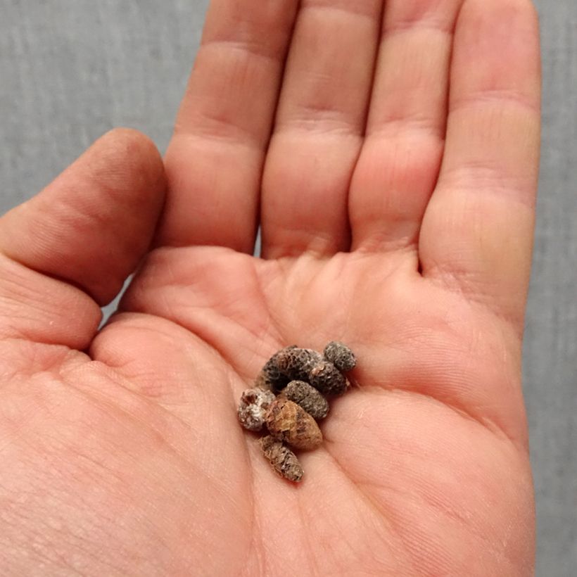 Spécimen de Achimenes Blanc Bulbe calibre I tel que livré au printemps