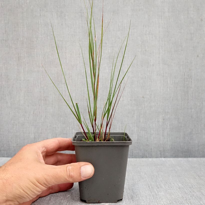 Spécimen de Achnatherum ou Stipa calamagrostis Allgäu - Calamagrostide argenté Godet de 8/9 cm tel que livré en automne