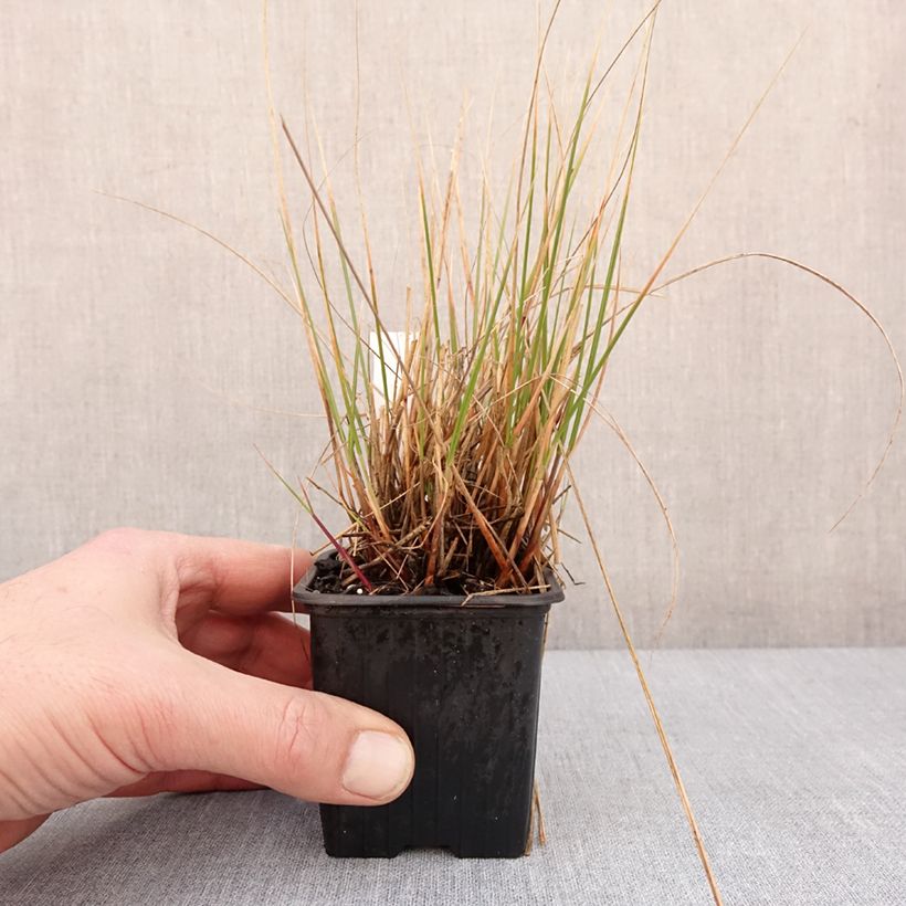 Spécimen de Achnatherum ou Stipa calamagrostis Allgäu - Calamagrostide argenté Godet de 8/9 cm tel que livré en hiver