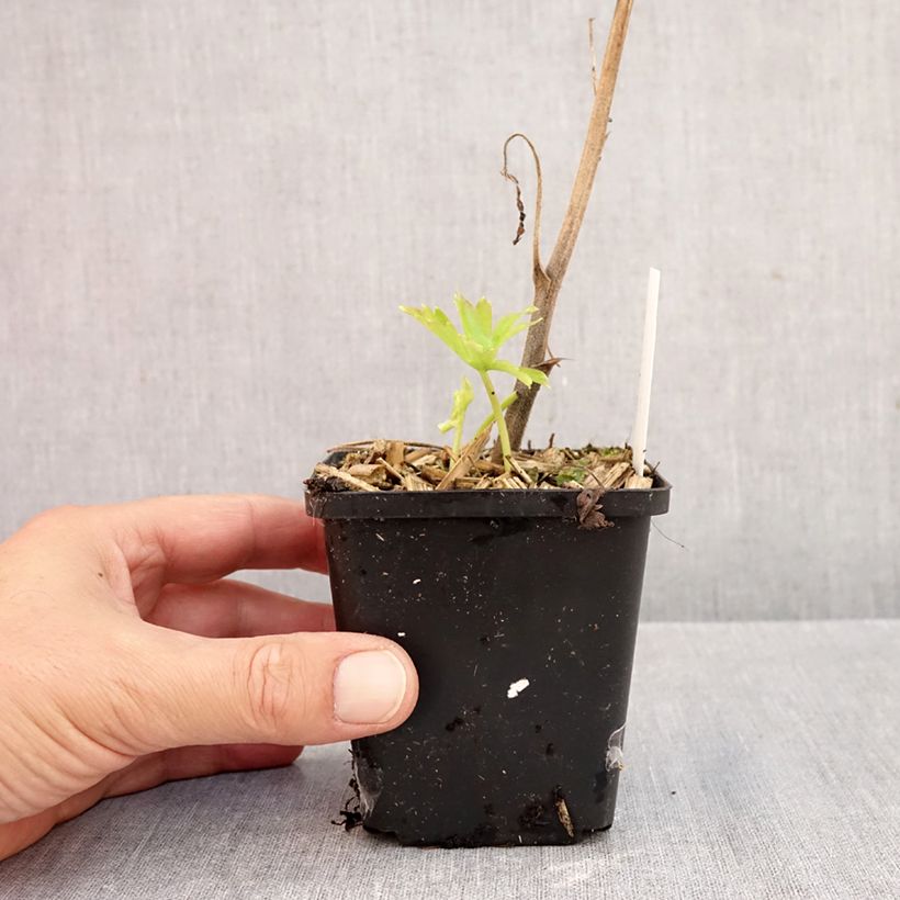 Spécimen de Aconit - Aconitum Purple Sparrow Godet de 8/9 cm tel que livré en automne