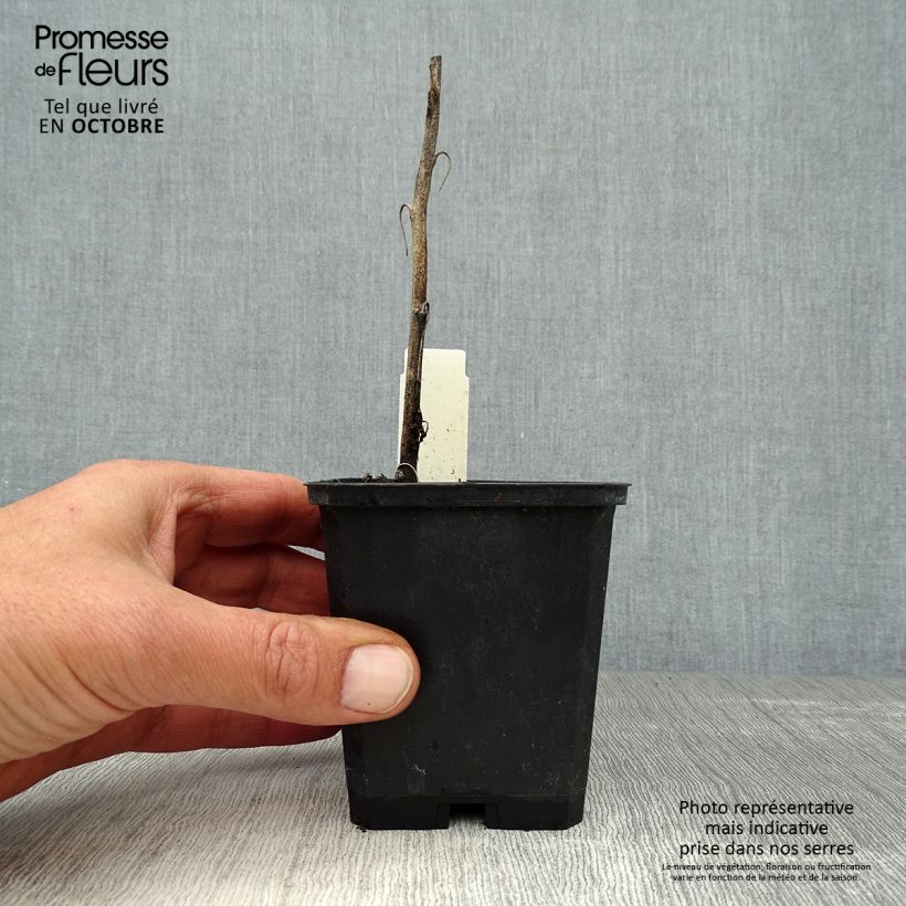 Spécimen de Aconit - Aconitum Spark s Variety Godet de 8/9 cm tel que livré en automne