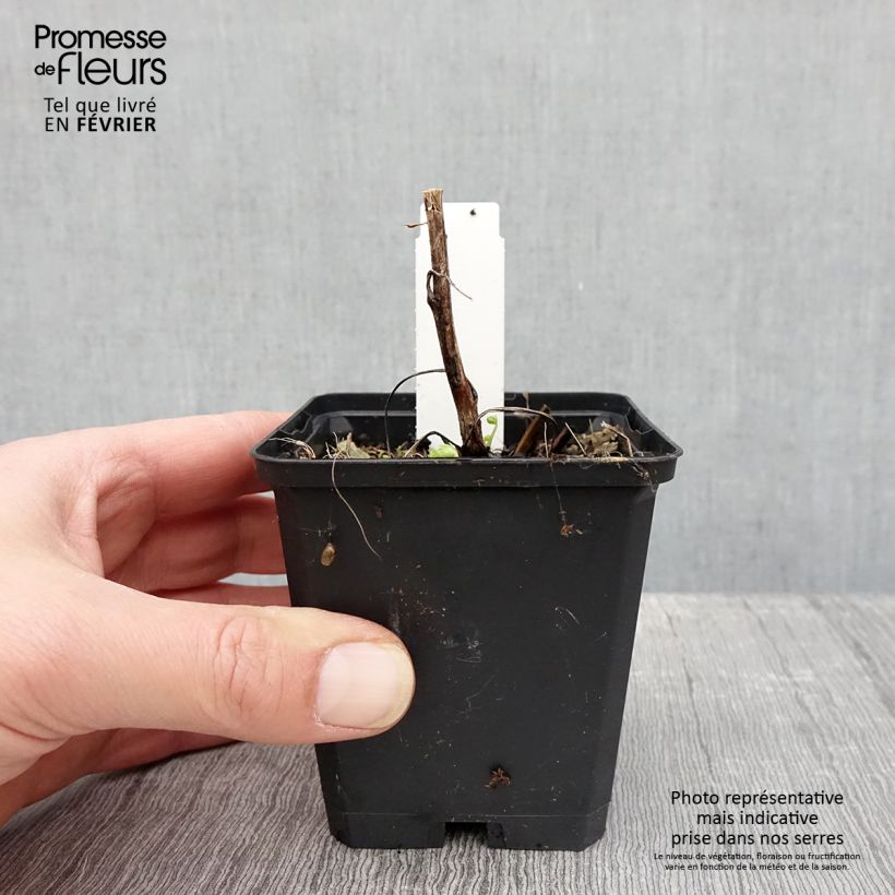 Spécimen de Aconit blanc - Aconitum napellus Album - Casque de Jupiter blanc Godet de 8/9 cm tel que livré en hiver