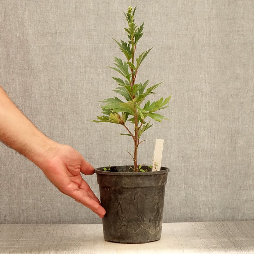 Spécimen de Aconit bleu et blanc - Aconitum cammarum Bicolor Pot de 2L/3L tel que livré en été