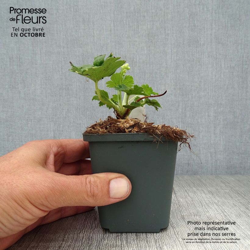 Spécimen de Aconit crème - Aconitum septentrionale Ivorine Godet de 8/9 cm tel que livré en automne